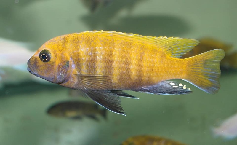 Maylandia sp. 'zebra gold' Sanga